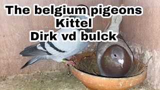 Kittel Line Pigeons The Racing Legends [upl. by Ahola]