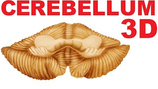 Cerebellum Anatomy  Lobes and Structures  Cerebellum 1 [upl. by Minny]