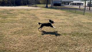 🐶bernedoodle puppy playing fetch puppy dog bernedoodle funnydogs [upl. by Uranie]