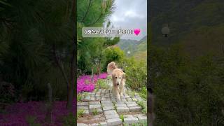 대형견 산책 Vlog  대형견 일상 골든리트리버 천사견 Big Dog Walk  Walk Vlog  Golden Retriever  일상 브이로그  강아지교육 [upl. by Ihskaneem999]