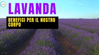 LAVANDA  MILLE USI E PROPRIETÀ BENEFICHE [upl. by Carlee928]