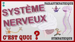 Quest ce que le Système Nerveux  Systèmes SYMPATHIQUE et PARASYMPATHIQUE [upl. by Gorman]