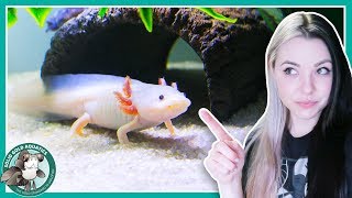 Feeding My Axolotls  VLOGMAS DAY 3 [upl. by Steven399]