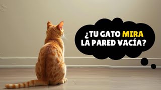 Si Tu Gato Mira Fijamente a la Pared ¡Tienes que Ver Este Video Ahora [upl. by Alarick291]