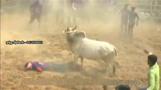 JALLIKATTU Bull Knocks Down a Man  Best Bull of All Time Murattu Kaalai [upl. by Prudie]