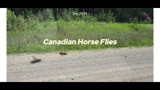 Canadian Horse Flies swarming the van [upl. by Darahs]