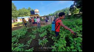 Topic Brinjal crop management [upl. by Nola957]