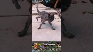 Save Abandoned Cats p4 treatanimals careforstraycats animalrescue cat [upl. by Niamart]