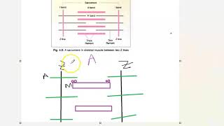 Anatomy 401 Muscle Sarcomere made easy drawing Band how to remember general [upl. by Neahs615]