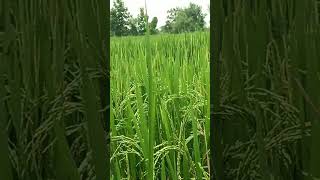 Rice planting growth development complete nature [upl. by Marjana]