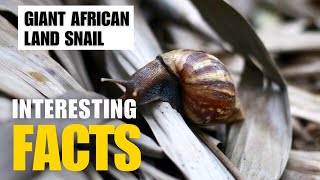 Most Interesting Facts About Giant African Land Snail  Interesting Facts  The Beast World [upl. by Elleinad]