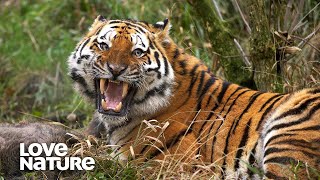 Starving Tiger Mom Pulls Off EPIC Ambush to Feed Cubs  Love Nature [upl. by Caryn]