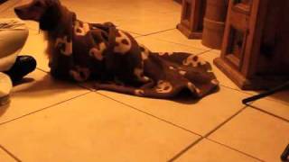 Dachshund Trick Wrap it up Roll over Pig in a blanket [upl. by Albric]