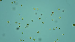 Freshwater algae Haematococcus pluvialis [upl. by Serafina590]