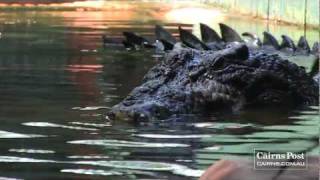 Cassius Worlds Largest Crocodile in Captivity Green Island Australia [upl. by Wilie404]