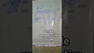 Female reproductive system class 12  class 12 manav janan tantra  chapter 1 shorts YouTube [upl. by Eylloh744]