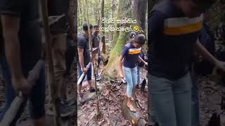 Trip to Kanneliya Rain Forest 🍃 friends rainforest kanneliya galle trip dayvlog [upl. by Bartram]