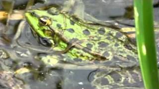 Marsh  pool frog hybrids in full chorus  Tophill Low NR [upl. by Arst]