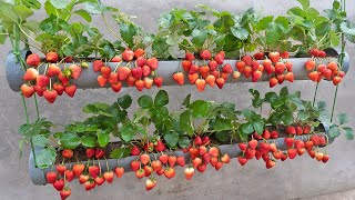 Just 1 water pipe You can grow super fruit hanging strawberries [upl. by Quartana]