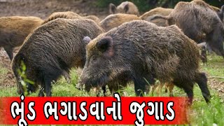 ભૂંડ ભગાડો દેશી જુગાડરોજ ભૂંડ ભગાડો जंगली जानवर भगाने का एक और देशी जुगाड nilgai bhagane ka jugad [upl. by Ballou]