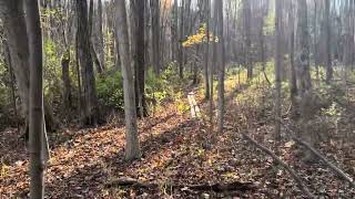 Hike to the giant 350 year old tree hiking conneaut woods gianttree [upl. by Vachel]