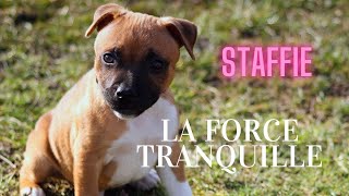 Le STAFFIE la force tranquille qui a du CHIEN [upl. by Lock681]