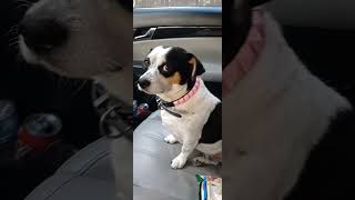 Ziggy is the Passenger shorts trending youtubeshorts dog ziggy [upl. by Eilyac]