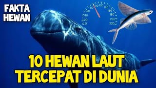 Melebihi Kapal Selam Inilah 10 Hewan Laut Tercepat Di Dunia [upl. by Yug]