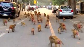 Mischievous Monkeys Take Over Government Buildings in India [upl. by Llekcir132]