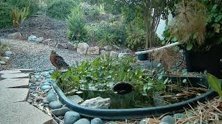 Red Shouldered Hawk visits pond again August 2024 [upl. by Laurens429]