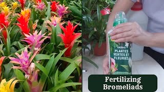 How to Fertilize Guzmania Plant  Fertilizing Bromeliads [upl. by Ray887]