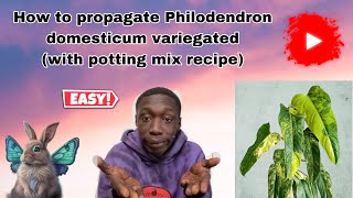 Propagating philodendrons Domesticum variegated from 3 plants 😍 aroids mix recipe🔥 [upl. by Ivgnout]