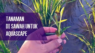 mencari tanaman air di sawah untuk aquascape sederhana [upl. by Naeruat]