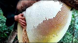 Wild Honey Harvesting Satisfying  Honeycomb is 14kg Delicious Honey [upl. by Fiedling]