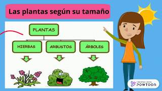 Clasificación de las plantas según su utilidad [upl. by Suirauqed]