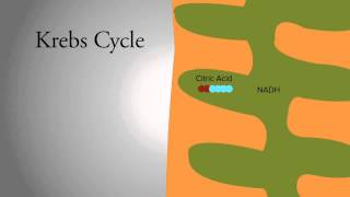 Krebs Cycle [upl. by Martha]