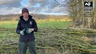 Wildlife Diaries 10  Ash Dieback update [upl. by Sidonie156]