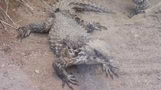 Giant girdled lizards in Zoo Frankfurt in HD [upl. by Boaten817]