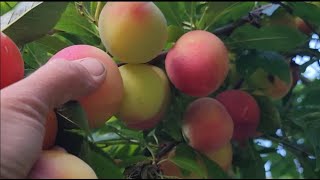 Harvest Strawberry Garden picking plums zucchinicherry kale [upl. by Yancey849]