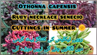 othonna capensisRuby necklace senecio cuttings propagation in summerGrow green 445 [upl. by Adnoma837]