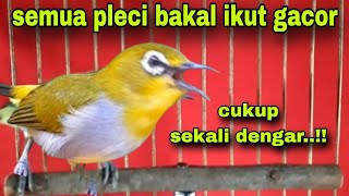 Burung Pleci Bustomi Gacor Ngalas Nembak Ampuh Merangsang semua pleci Ikut Gacor [upl. by Nekal]