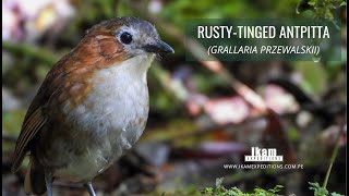 Rustytinged Antpitta Grallaria przewalskii endemic to Peru [upl. by Eiralav547]