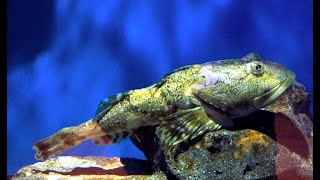 トゲカジカ Great sculpin Myoxocephalus polyacanthocephalus [upl. by Florencia]