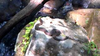 Water moccasin in North Georgia [upl. by Felic]