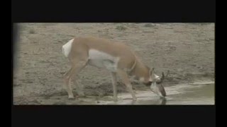 Wild Extremes Ts Antelope Clip [upl. by Ennayehc]