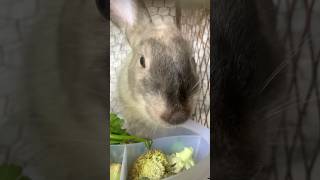 Mi conejo comiendo verduras 🐰 funny humor [upl. by Ahsinrad]