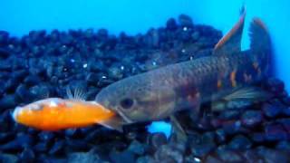 Erythrinus Erythrinus RED WOLF FISH [upl. by Tiphane]