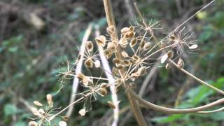 A Woodhall Spa to Horncastle from Martin Walk on a disused railway [upl. by Okoyk]