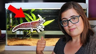 FAIRE UN AQUARIUM A CREVETTES MATÉRIEL ET INSTALLATION  Débutant [upl. by Elka837]