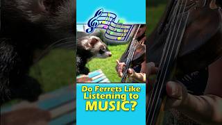 Playing Fiddle Music to My Ferrets 🎵 [upl. by Julian]